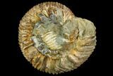 Stephanoceras Ammonite - Kirchberg, Switzerland #108787-1
